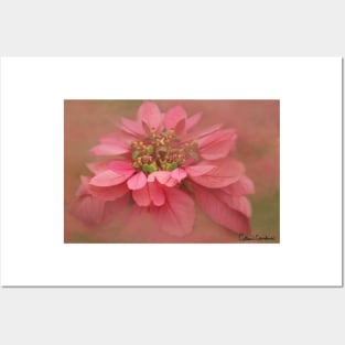 Rose Blush Poinsettias Digital Art Posters and Art